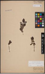 Foto von Salix aurita L. x Salix myrtilloides L.
